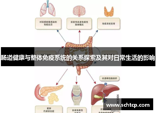 肠道健康与整体免疫系统的关系探索及其对日常生活的影响